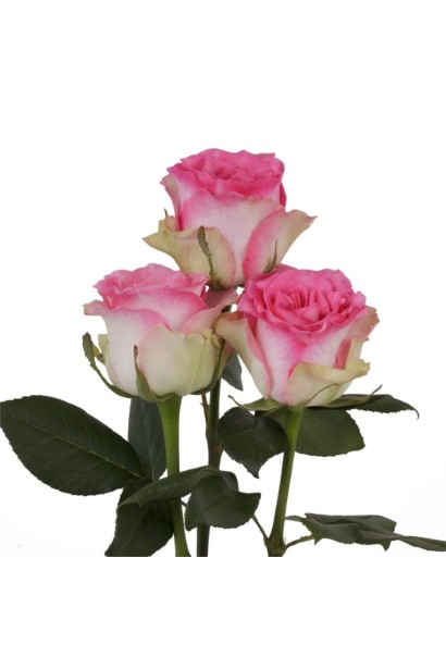 Келихоподібні троянди Малібу з прямими довгими пагонами